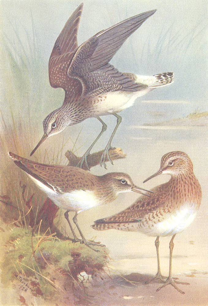 BRITISH BIRDS. Green Sandpiper; Cmn Sandpiper; Wood-Sandpiper. THORBURN 1926